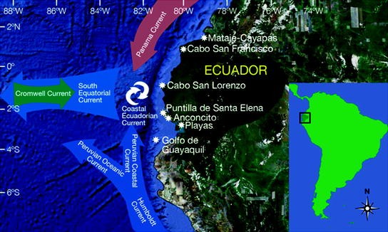 Echinoderms Of Ecuador Springerlink