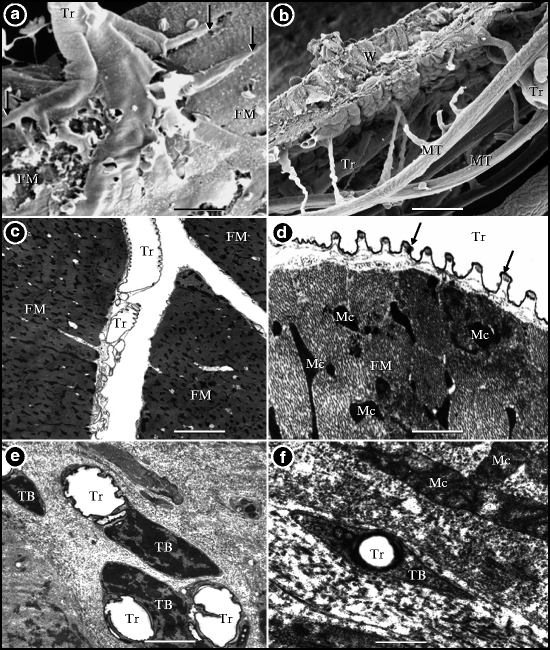 Functional Designs Of The Gas Exchangers Springerlink