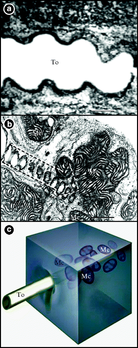Functional Designs Of The Gas Exchangers Springerlink