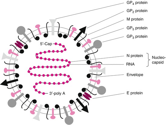 Viruses With Single Stranded Positive Sense Rna Genomes Springerlink