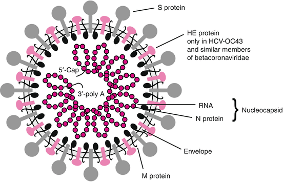 Viruses With Single Stranded Positive Sense Rna Genomes Springerlink