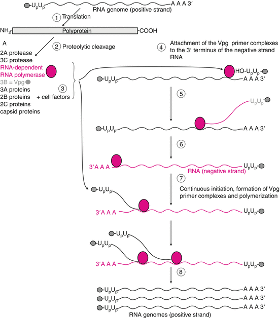 Viruses With Single Stranded Positive Sense Rna Genomes Springerlink