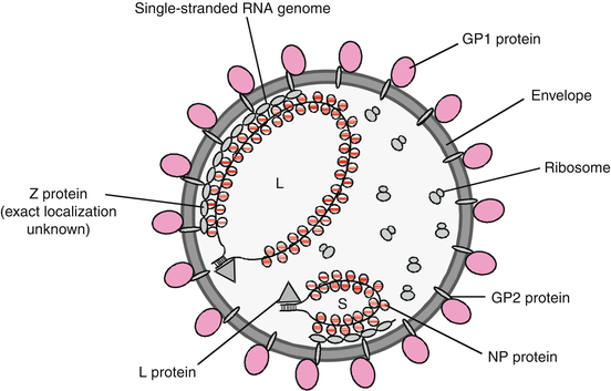 Viruses With Single Stranded Segmented Negative Sense Rna Genomes Springerlink Viruses With Single Stranded Segmented Negative Sense Rna Genomes Springerlink