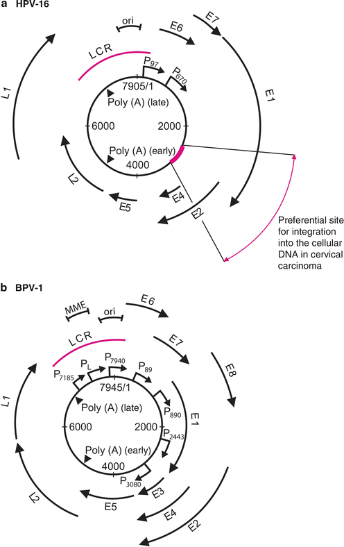 Viruses With A Double-Stranded DNA Genome | SpringerLink