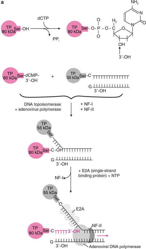 Viruses With A Double Stranded Dna Genome Springerlink