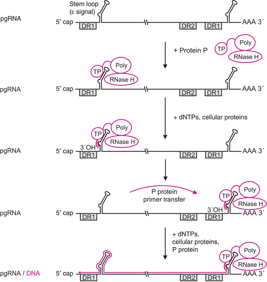 condyloma immunglobulin