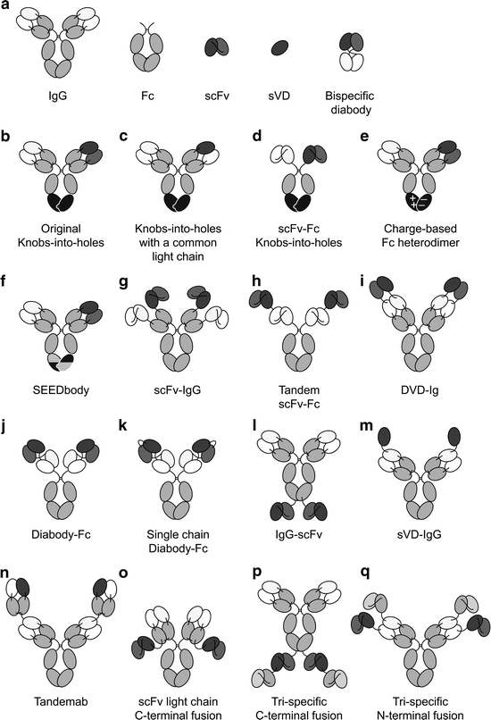 The Design And Engineering Of Igg Like Bispecific Antibodies Springerlink