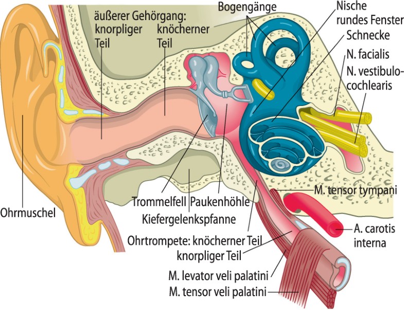 Anatomie und Physiologie | SpringerLink