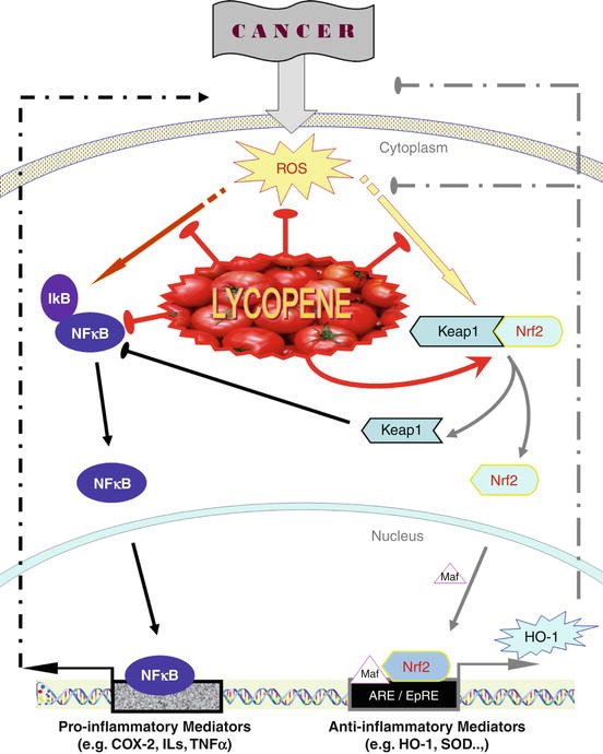 Lycopene in Cancer Prevention SpringerLink