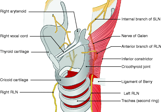 Surgical Anatomy In Minimally Invasive Thyroidectomy Springerlink Surgical Anatomy In Minimally Invasive Thyroidectomy Springerlink