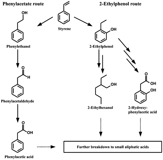 Microbial Styrene Degradation From Basics to Biotechnology SpringerLink