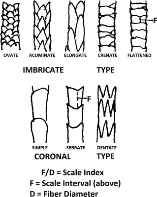 The Physical Properties Of Hair Fibers Springerlink