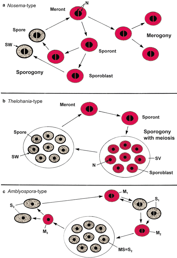 Microsporidia | SpringerLink