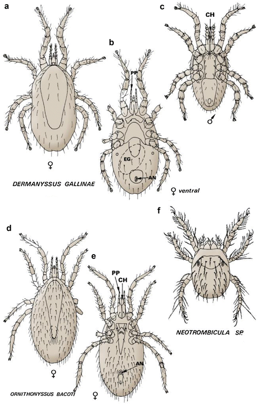 Mites Springerlink