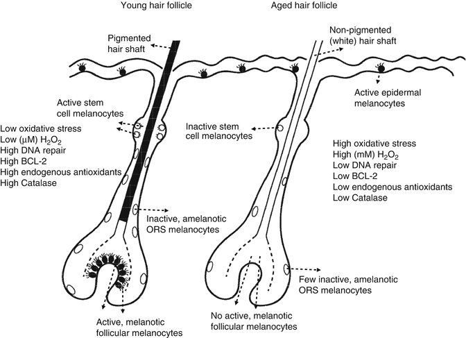 Age Induced Hair Graying And Oxidative Stress Springerlink