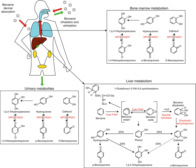 Benzene And Leukemia Springerlink