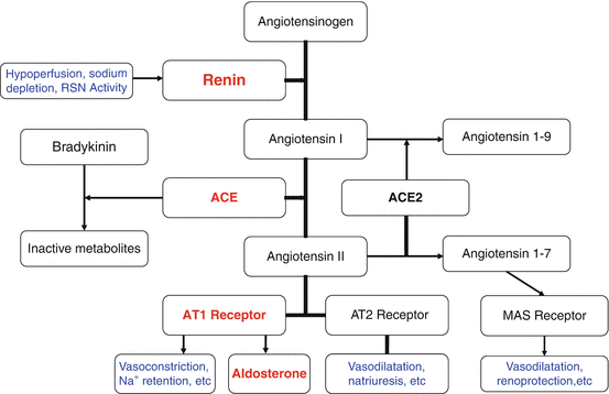 Pathophysiology Of Hypertension Springerlink Pathophysiology Of Hypertension Springerlink