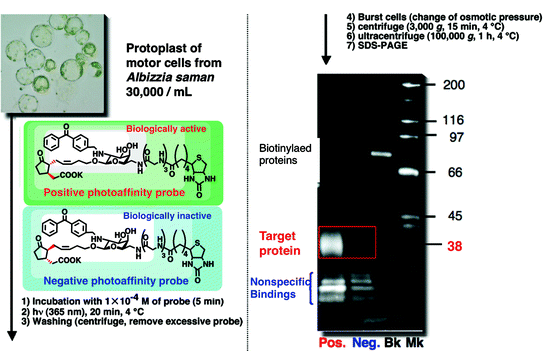 Regulatory Mechanism Of Plant Nyctinastic Movement An Ion Channel Related Plant Behavior Springerlink