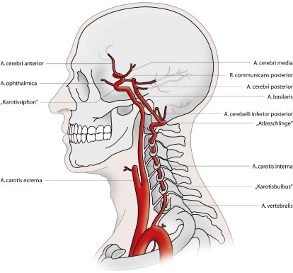 Anatomische Grundlagen | SpringerLink