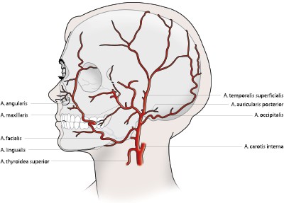 Anatomische Grundlagen | SpringerLink