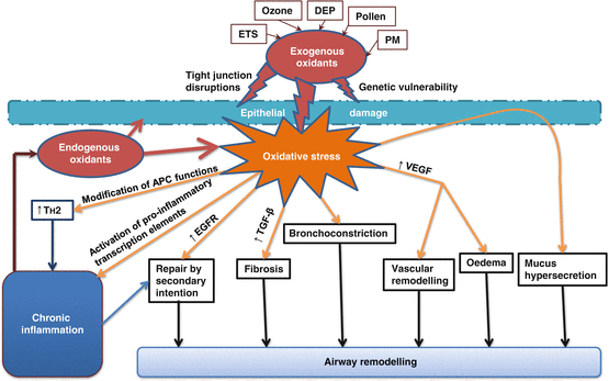 Reactive Oxygen Species And Obstructive Lung Disease Springerlink