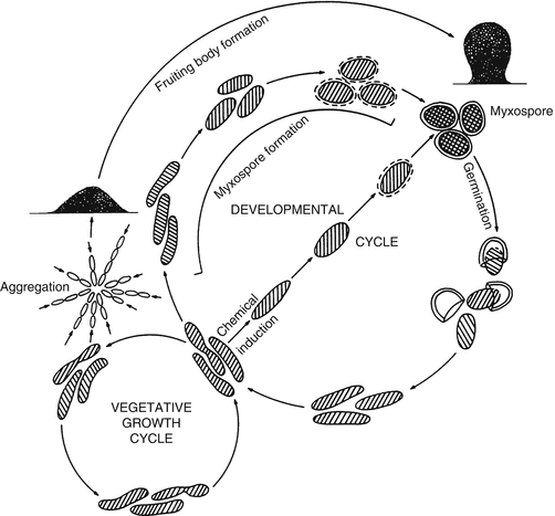 Prokaryotic Life Cycles | SpringerLink