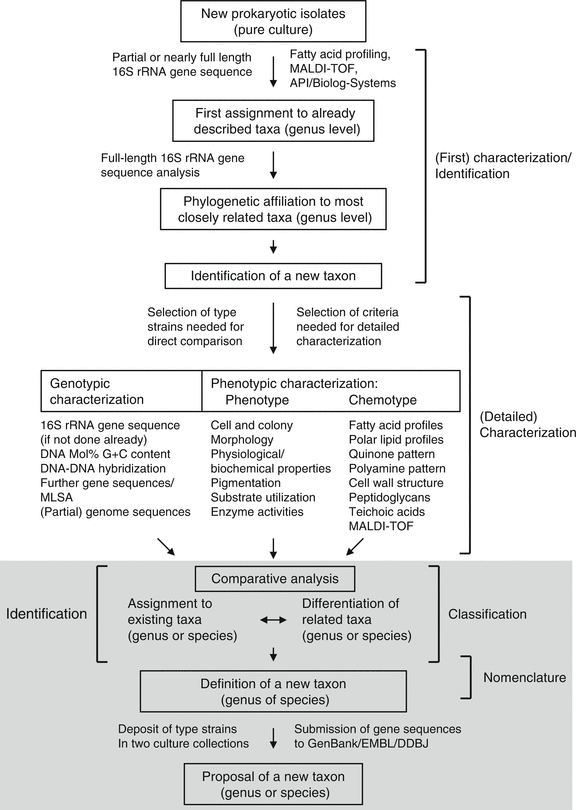 Bergey S Manual Online Flow Chart