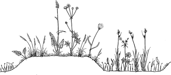 Mapping Vegetation Springerlink