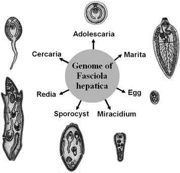 fascioliasis adolescaria)