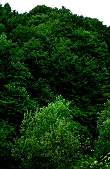 Salix nigrescens-Nero Willow