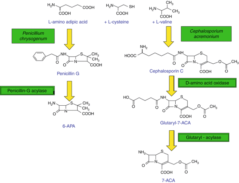 Bacterial Enzymes SpringerLink