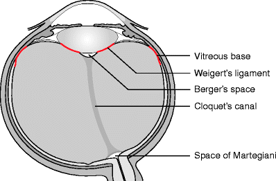 Modified Amsler Dubois Fundus Drawing Chart