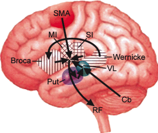 Evolution Des Menschen Und Seiner Nachsten Verwandten Der Nicht Humanen Primaten Springerlink