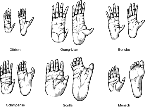 Evolution des Menschen und seiner nächsten Verwandten, der nicht-humanen  Primaten | SpringerLink