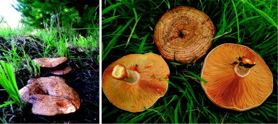 Cultivation Of Basidiomycete Edible Ectomycorrhizal Mushrooms Tricholoma Lactarius And Rhizopogon Springerlink