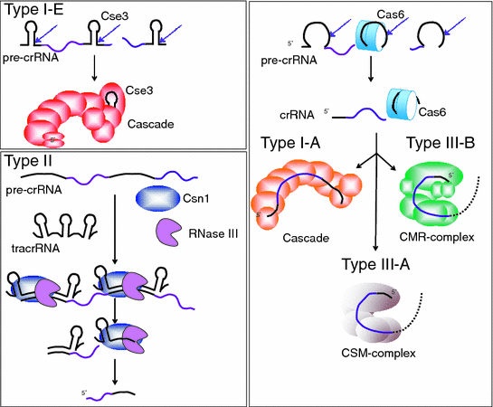 Crrna Biogenesis Springerlink Crrna Biogenesis Springerlink