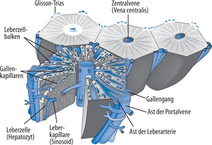 lidocain anal anabolika klitoris lidocain anal anabolika klitoris