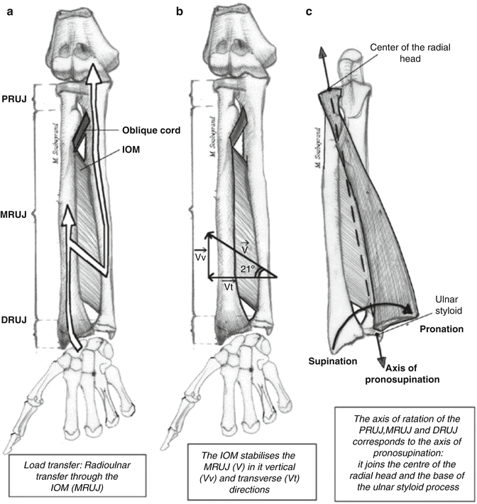 Clinically Oriented Anatomy