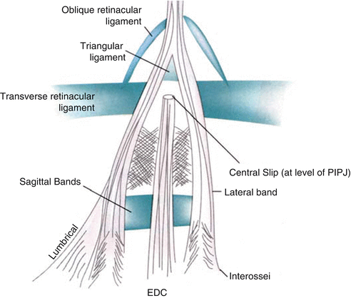 Flexor and Extensor Injuries in the Hand | SpringerLink