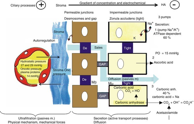Téléchargement gratuit Images Aqueous Humor Physiology Of The Aqueous Humor Springerlink actualisé par