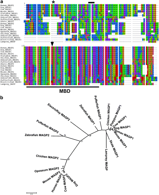 Molecular Evolution Of The Microfibril Associated Proteins The Fibulins And The Magps Springerlink
