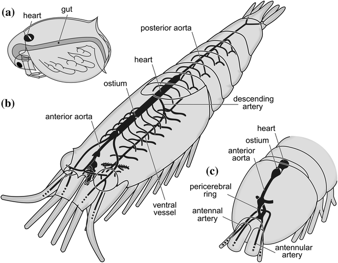 The Arthropod Circulatory System | SpringerLink