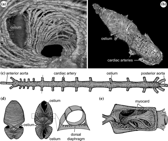 The Arthropod Circulatory System | SpringerLink