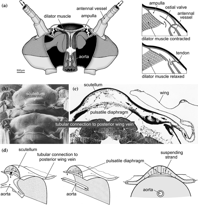 The Arthropod Circulatory System | SpringerLink