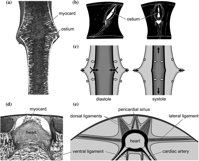 The Arthropod Circulatory System | SpringerLink