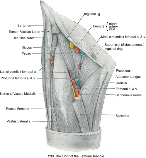Groin Anatomy And Biomechanics Springerlink