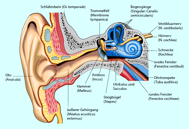 Erkrankungen der Ohren | SpringerLink