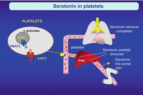 serotonin transporter serotonin transporter
