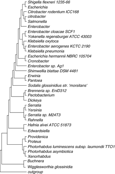 The Family Enterobacteriaceae Springerlink