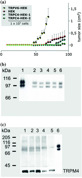 Pharmacology Of Trpv Channels Springerlink